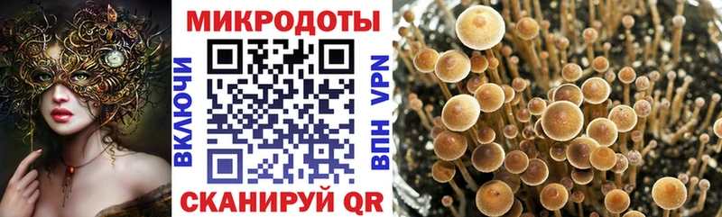 Псилоцибиновые грибы Psilocybe  hydra зеркало  Нестеровская  даркнет как зайти  купить  